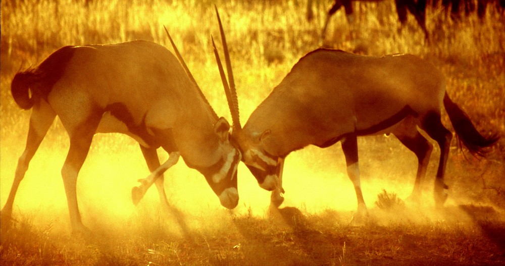 Kämpfende Oryx-Antilopen im morgendlichen Gegenlicht