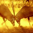 Kämpfende Oryx-Antilopen im morgendlichen Gegenlicht