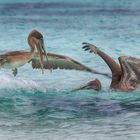 Kämpfende Pelikane 