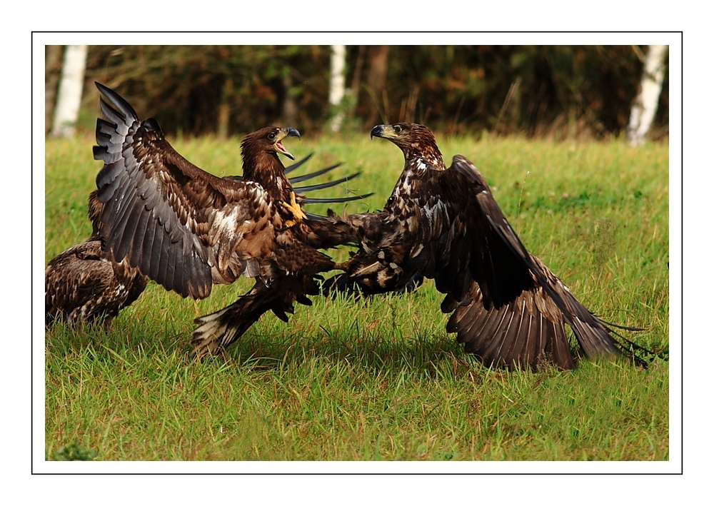 Kämpfende Seeadler