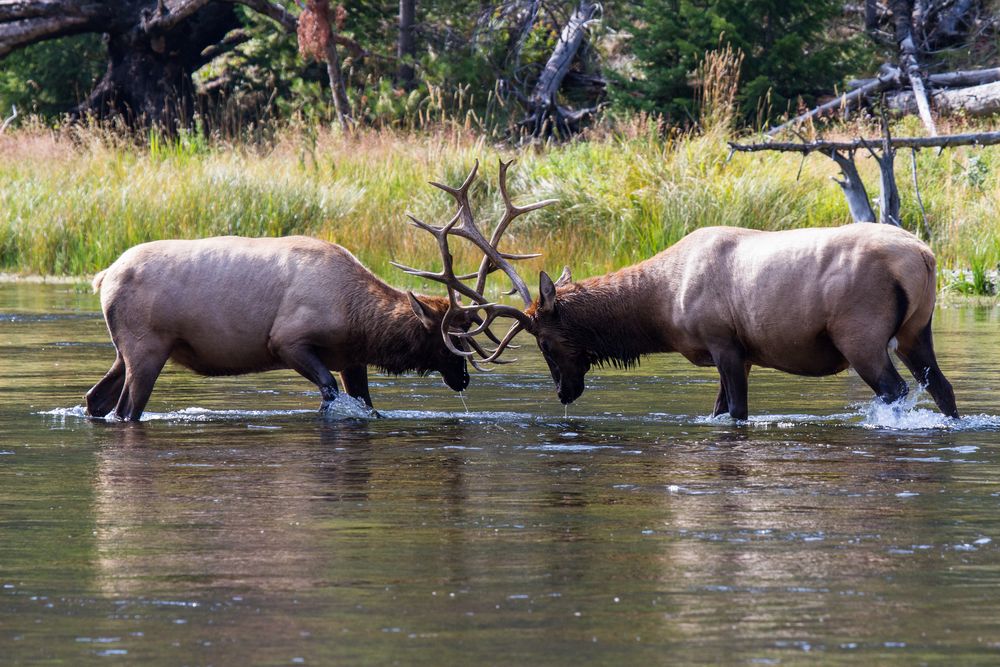 Kämpfende Wapiti Hirsche