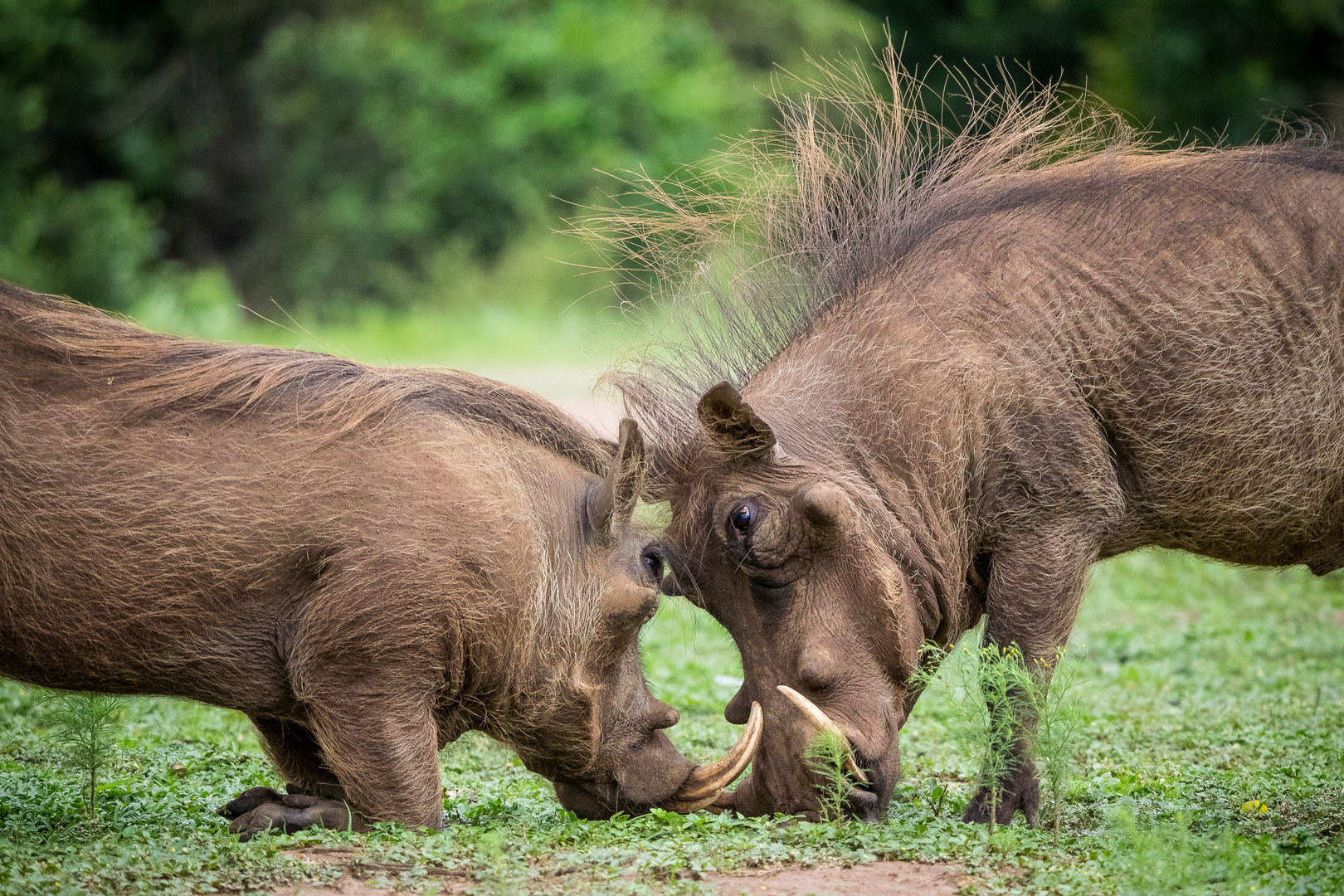 kämpfende Warzenschweine Uganda 