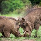 kämpfende Warzenschweine Uganda 