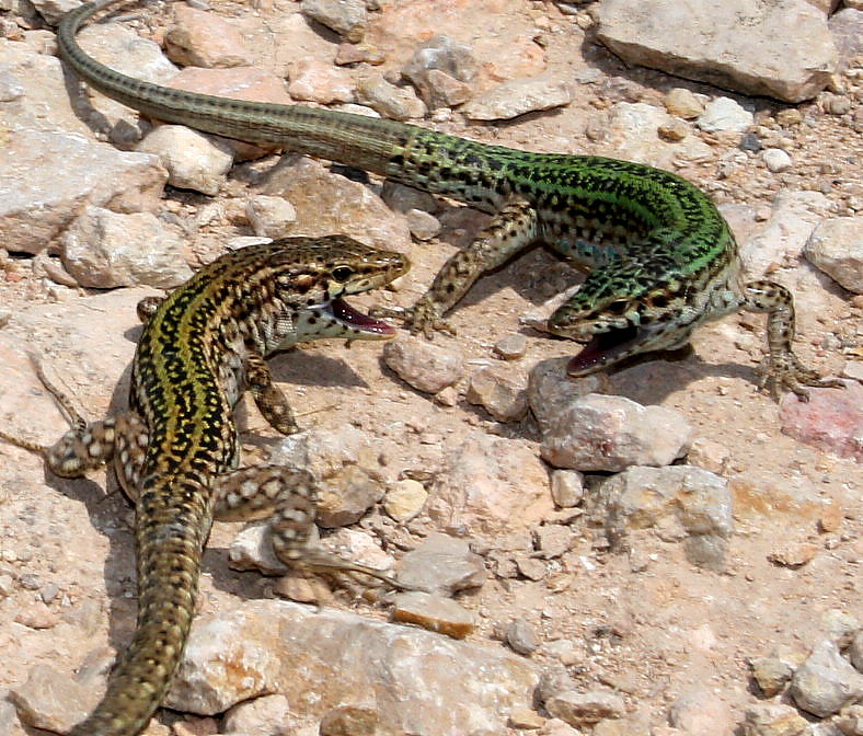 Kämpfende Wildechsen auf Ibiza