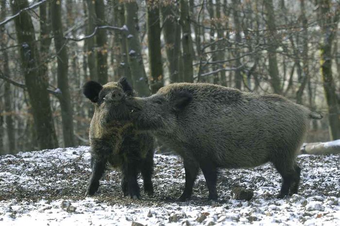 kämpfende Wildschweine