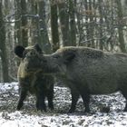 kämpfende Wildschweine