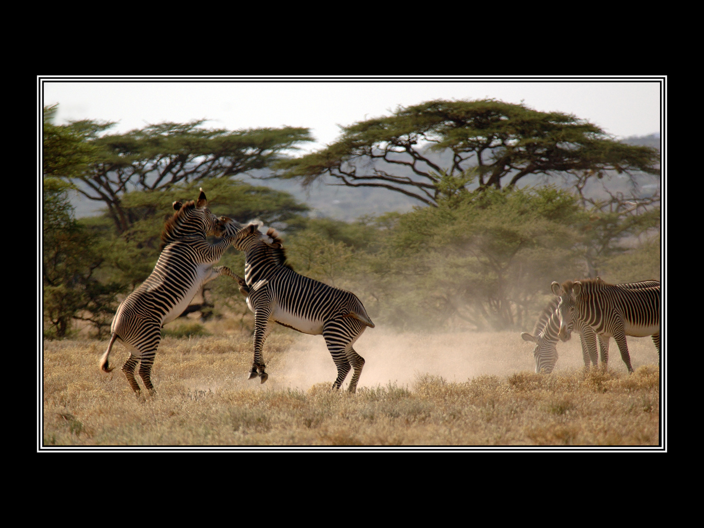 Kämpfende Zebras