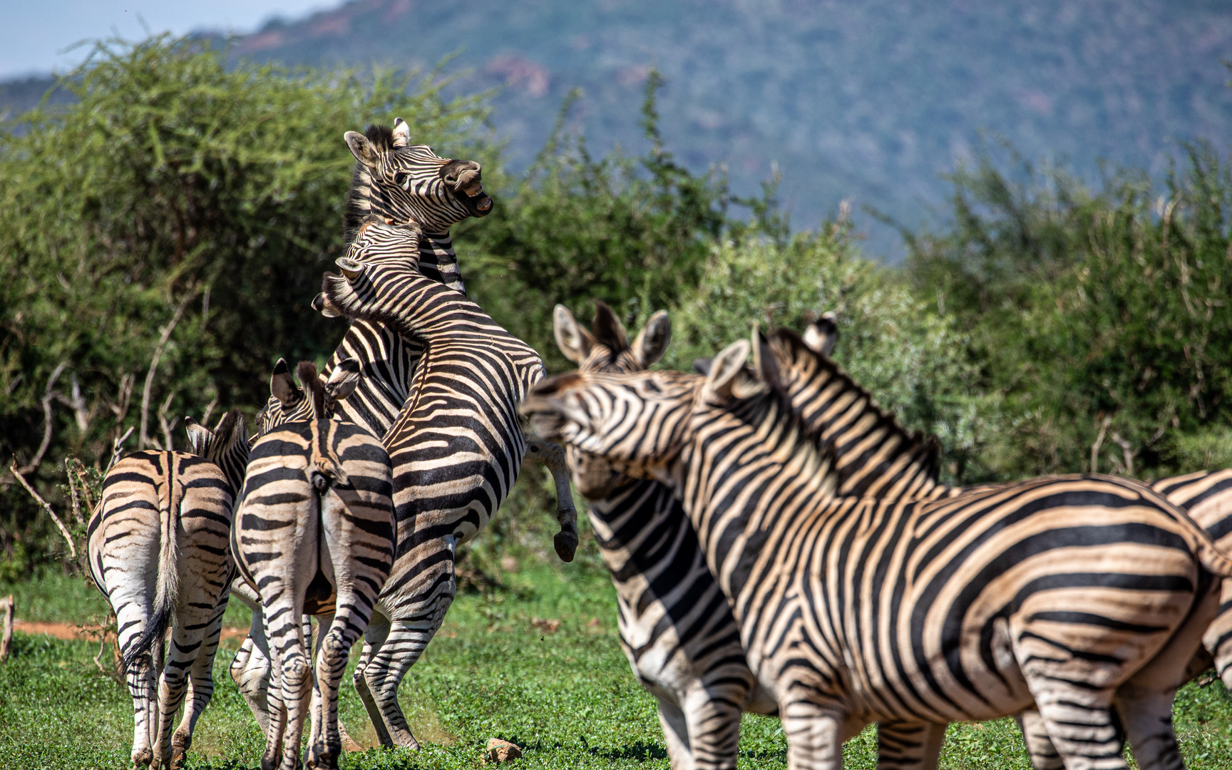 Kämpfende Zebras