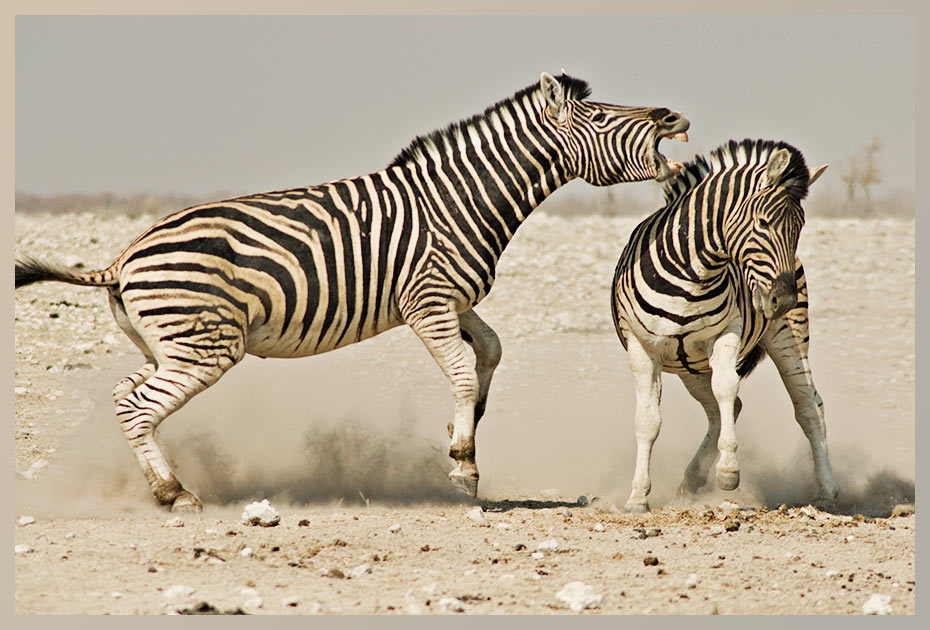 Kämpfende Zebras