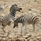 kämpfende Zebras in Okaukuejo - Etoscha NP - Namibia