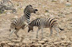 kämpfende Zebras in Okaukuejo - Etoscha NP - Namibia