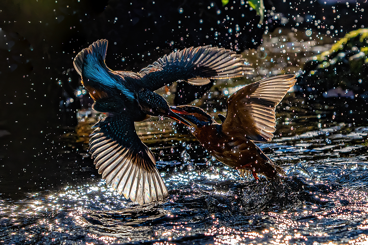 kämpfendes Eisvogel Pärchen