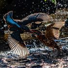 kämpfendes Eisvogel Pärchen