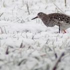 Kämpfer im Schnee