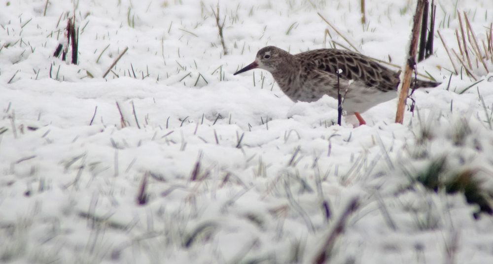 Kämpfer im Schnee