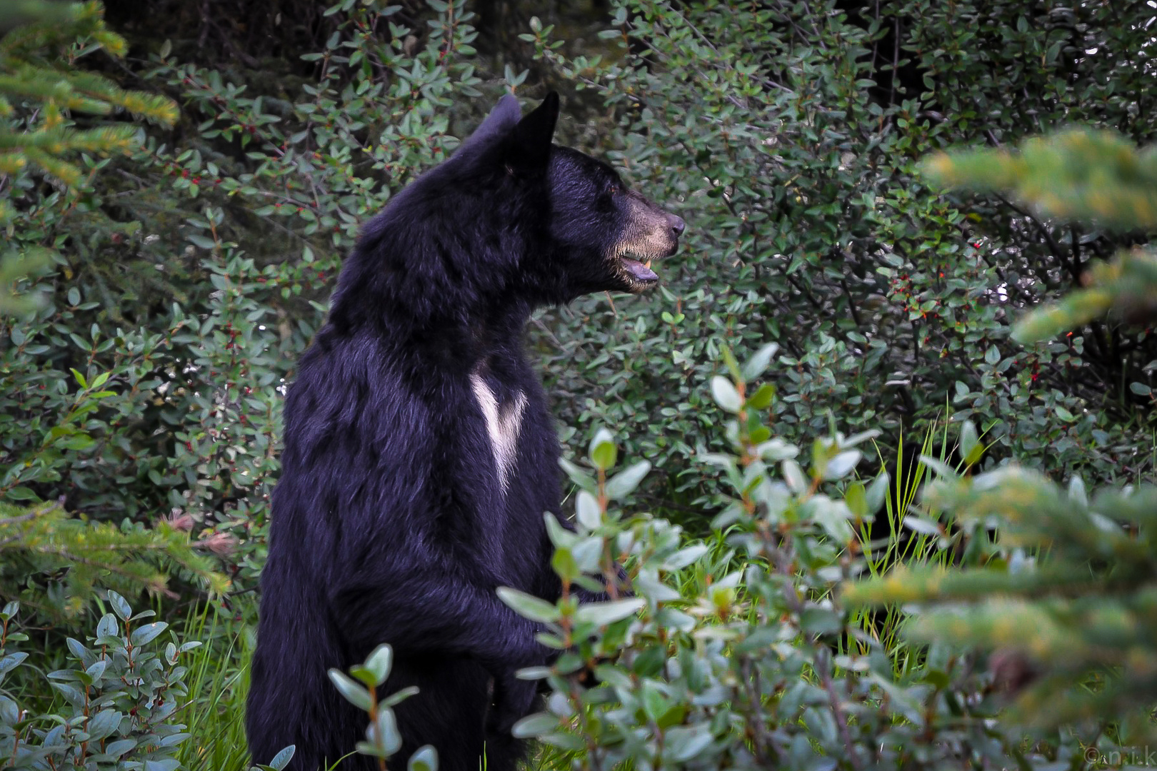 Kampfer Mit Herz Foto Bild Tiere Wildlife Saugetiere Bilder Auf Fotocommunity
