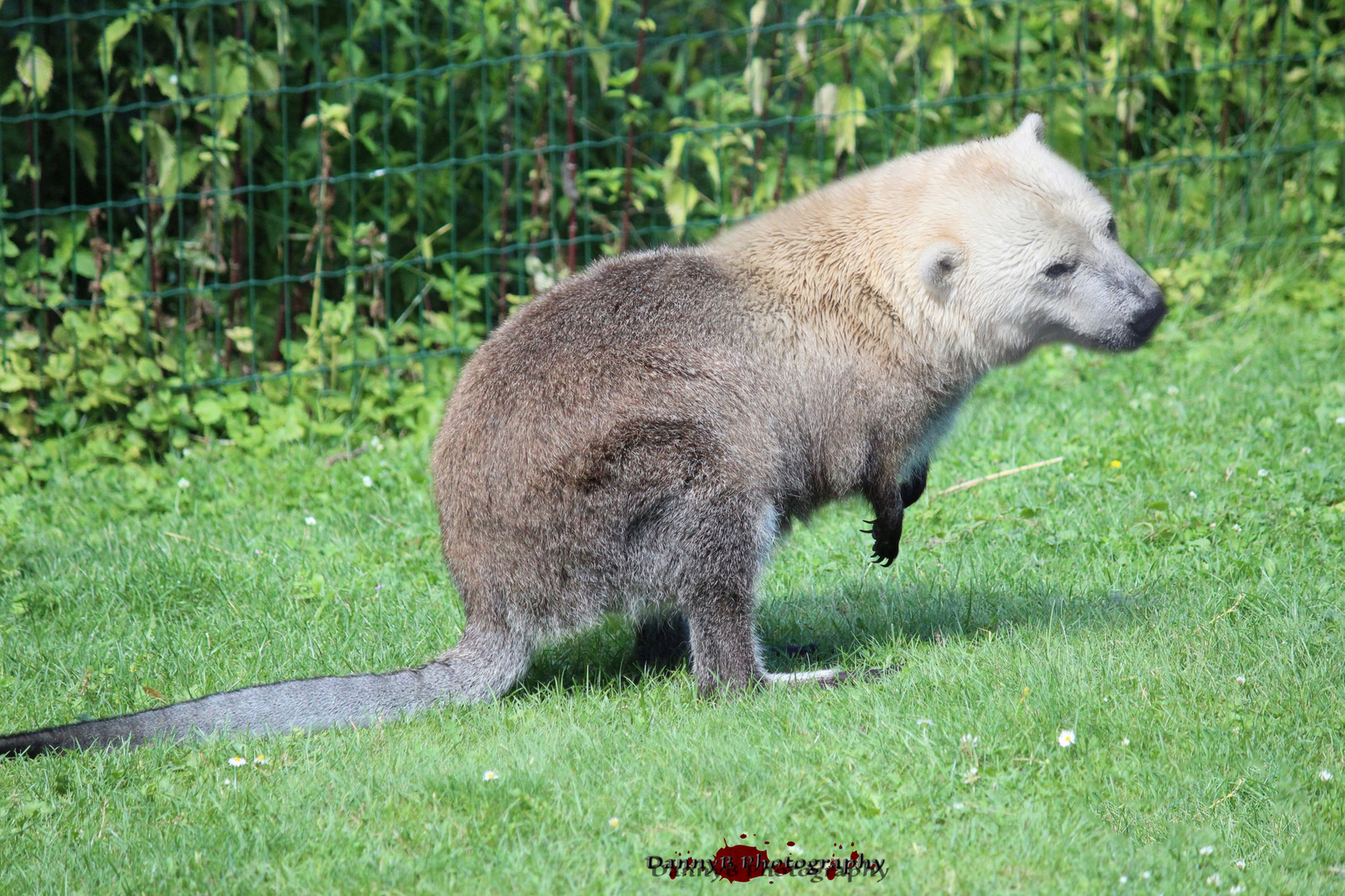 Kängabär