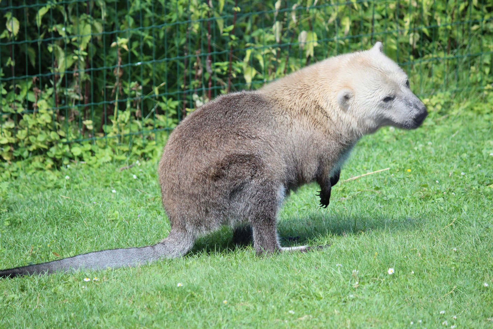 Kängabär