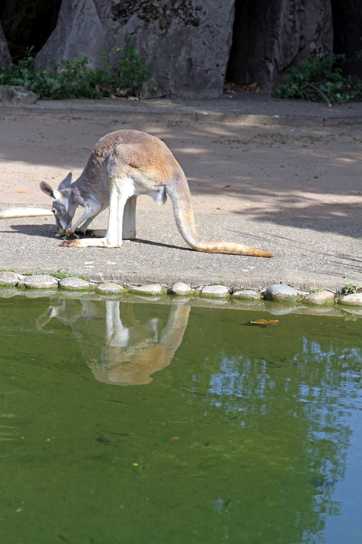 Kängeru an der Wasserstelle im Zoo Heidelberg