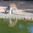 Kängeru an der Wasserstelle im Zoo Heidelberg