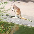 Kängeru auf dem Sprung im Zoo Heidelberg