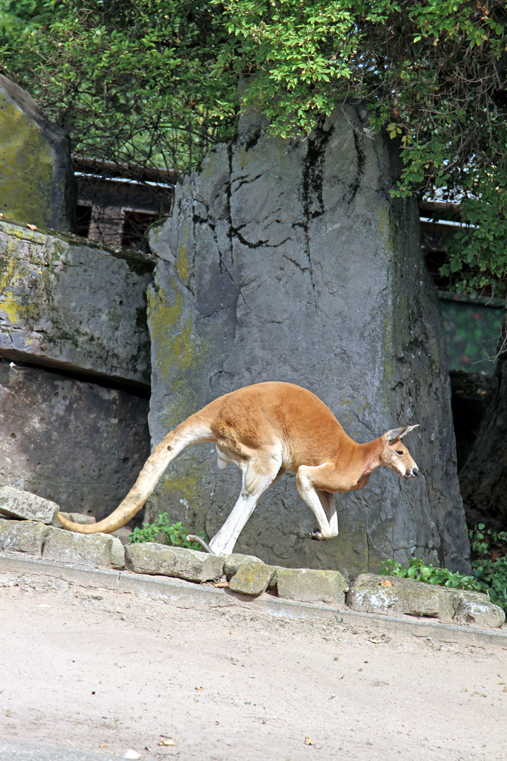 Kängeru im Zoo Heidelberg