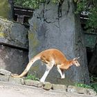 Kängeru im Zoo Heidelberg