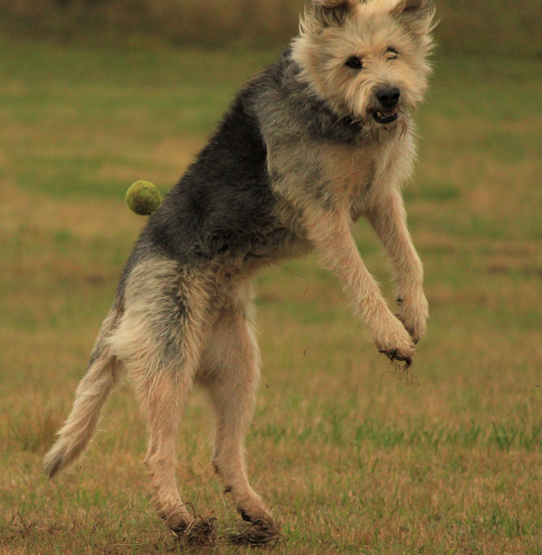 Kängeruh Hund