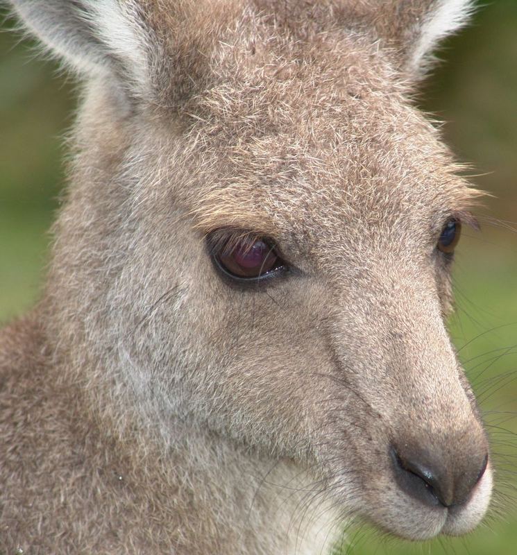 Kängeruh im Australiazoo