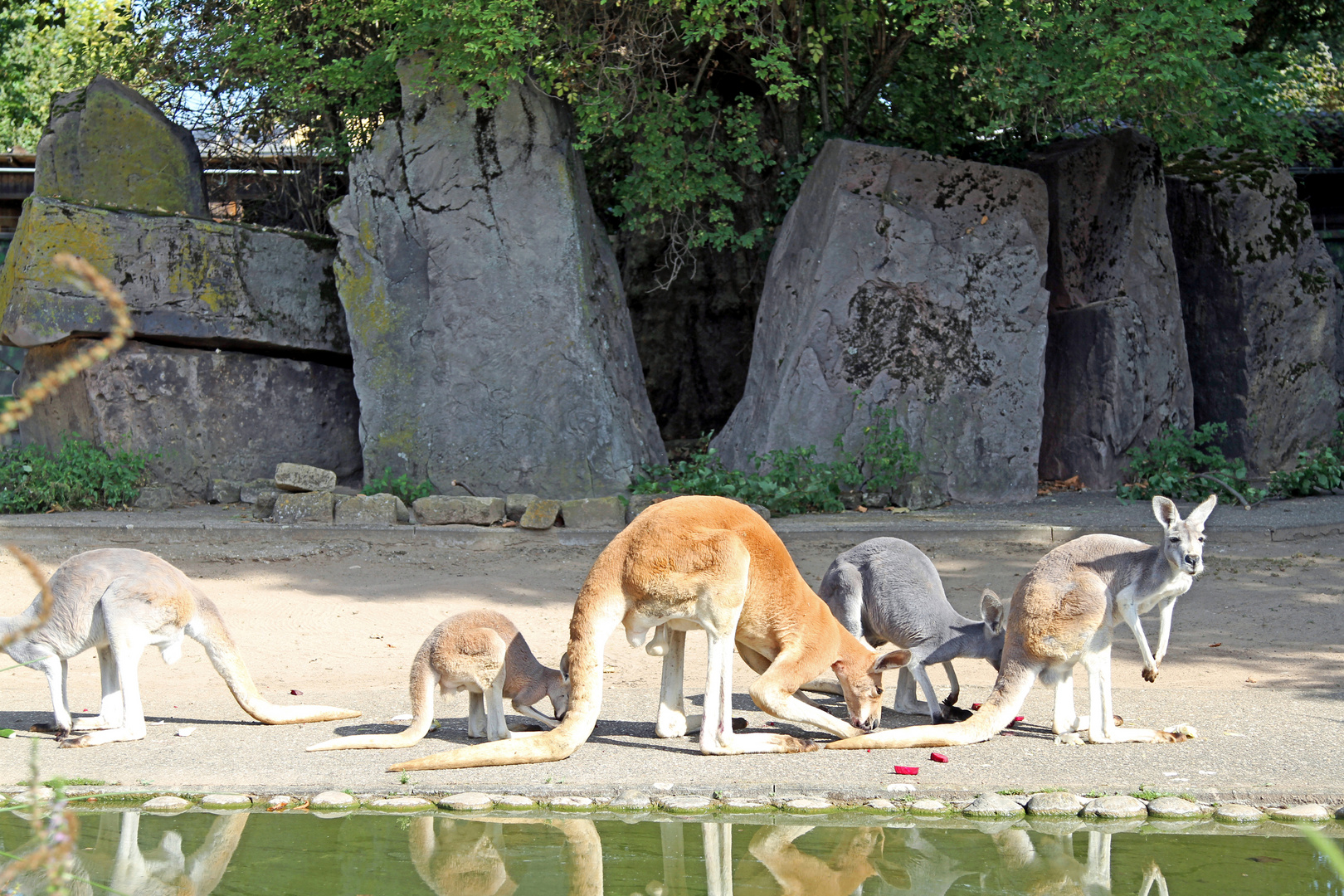 Kängerus im Zoo Heidelberg