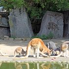 Kängerus im Zoo Heidelberg