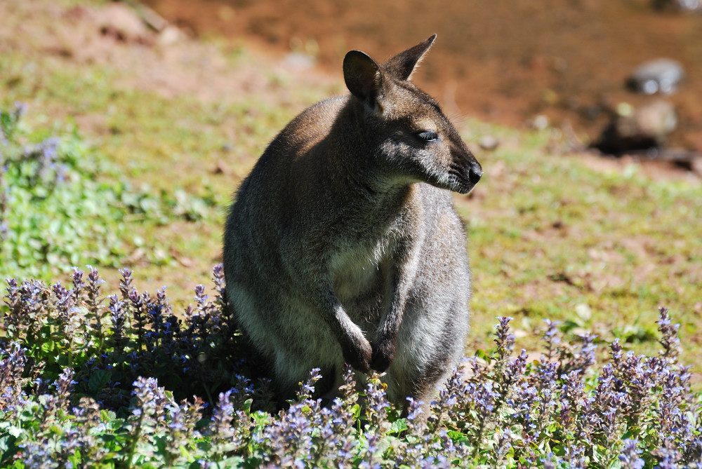 Kängguru (Macropodidae)