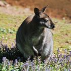 Kängguru (Macropodidae)