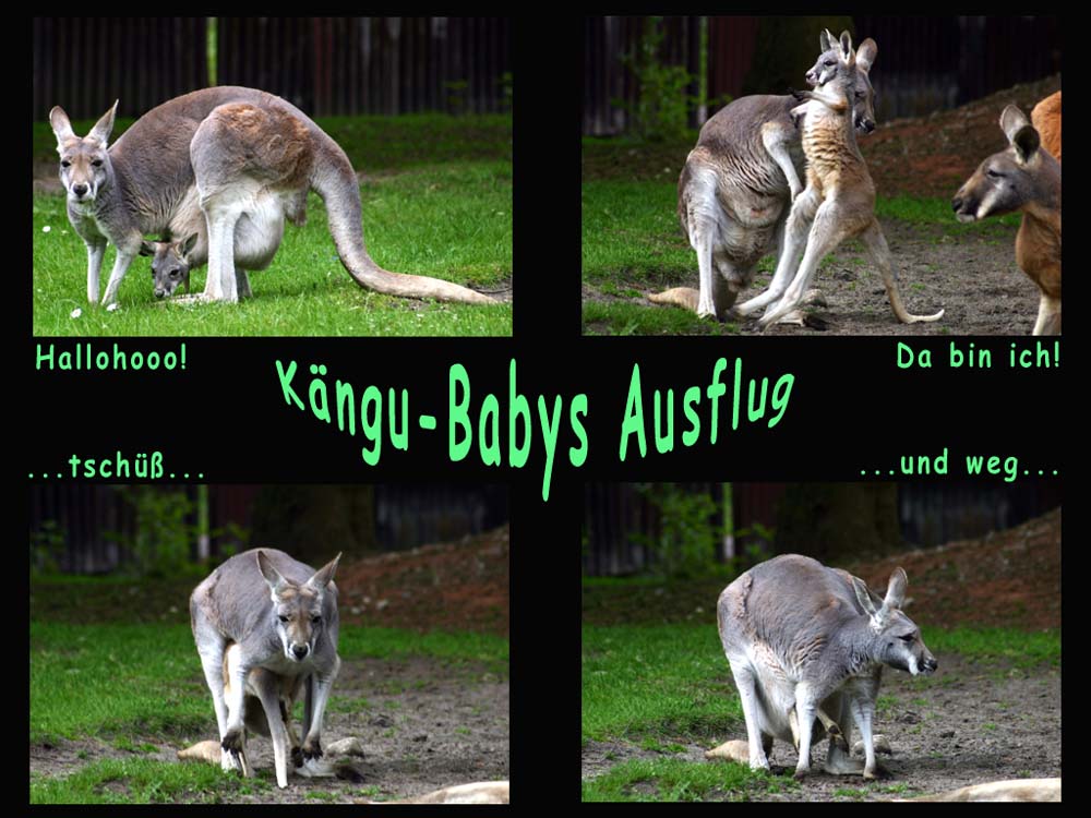 Kängu-Babys Ausflug