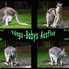 Kängu-Babys Ausflug