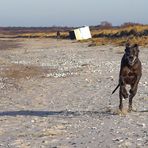 Kängula am Strand