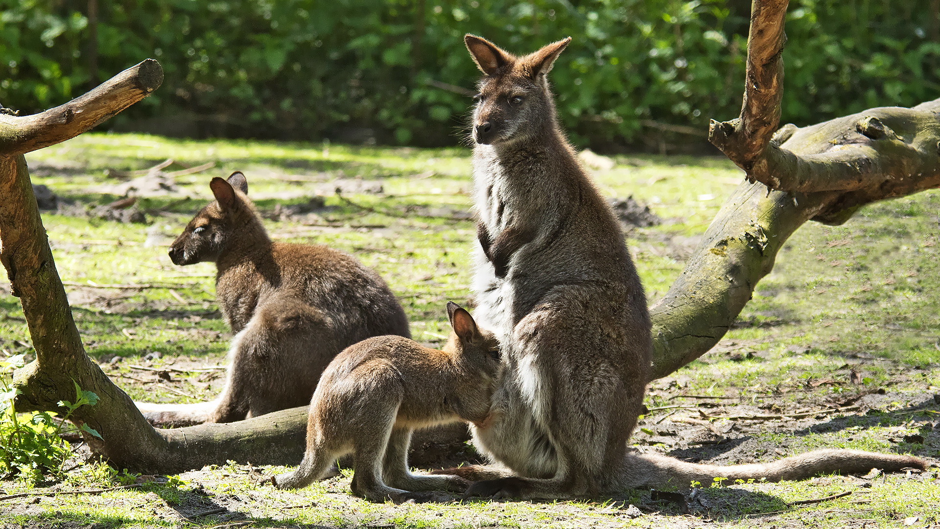 Känguru 001