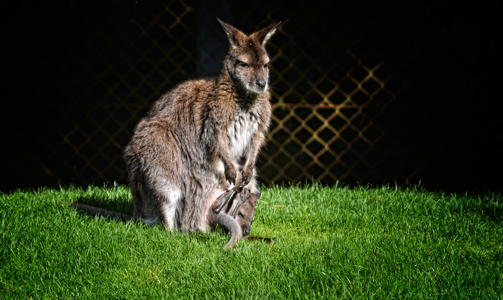 Känguru 1