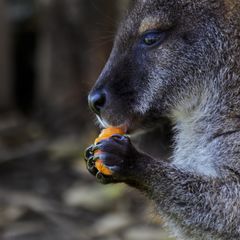 Känguru