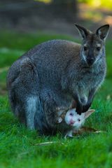 Känguru