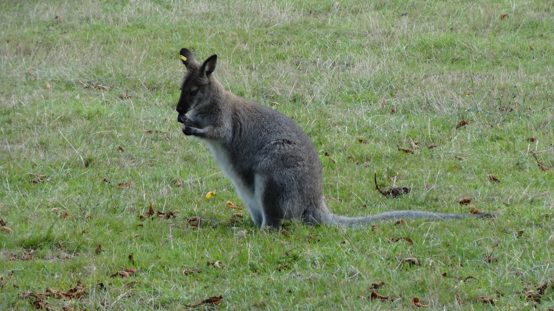 Känguru