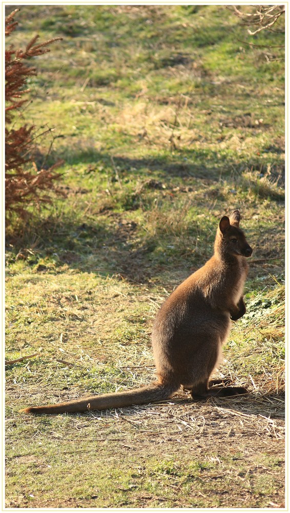 Känguru