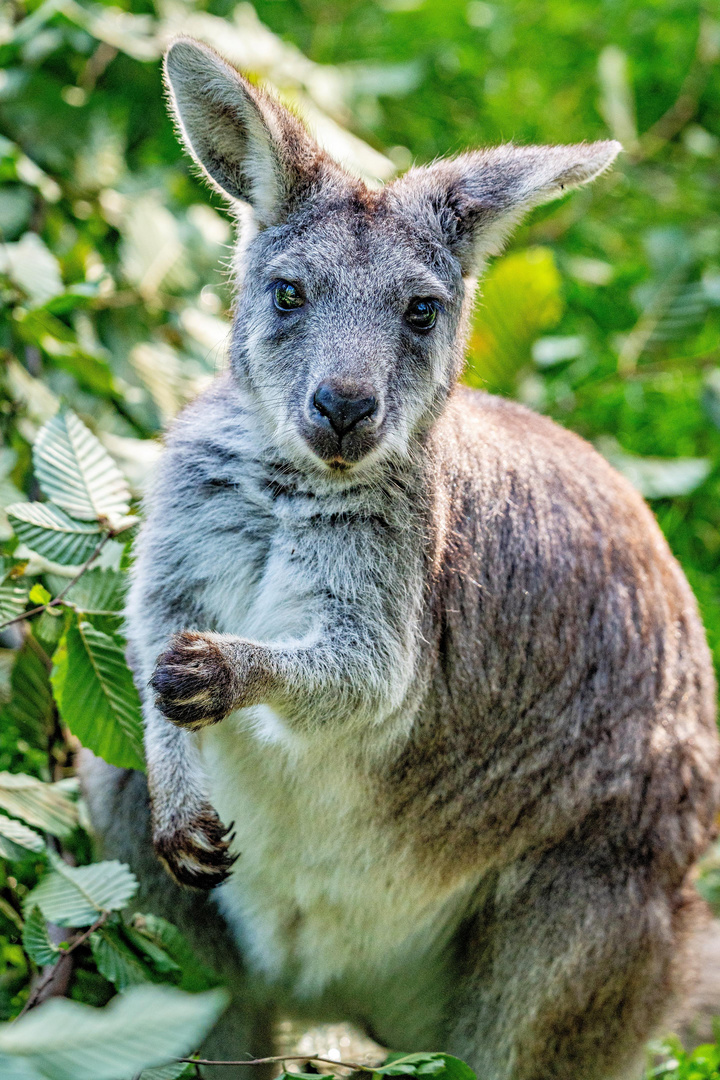 Känguru