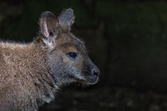 Känguru