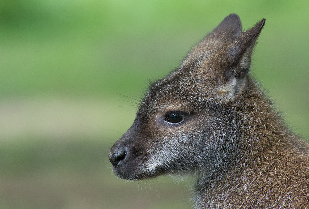 Känguru