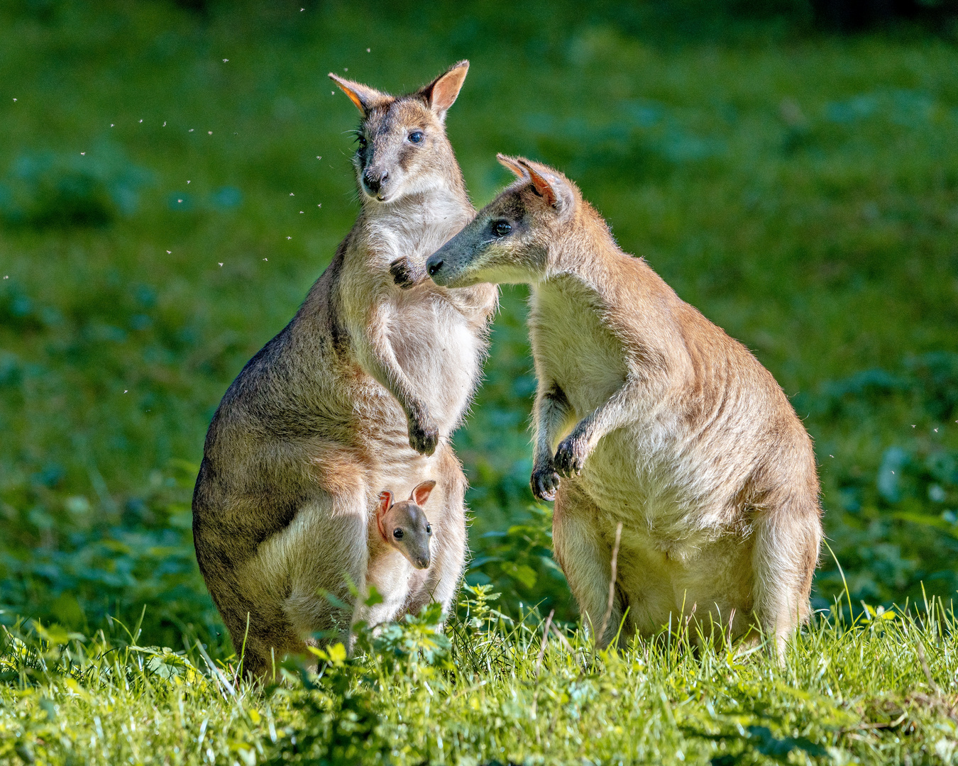 Känguru