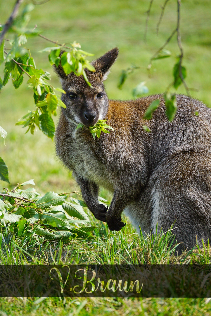 Känguru 