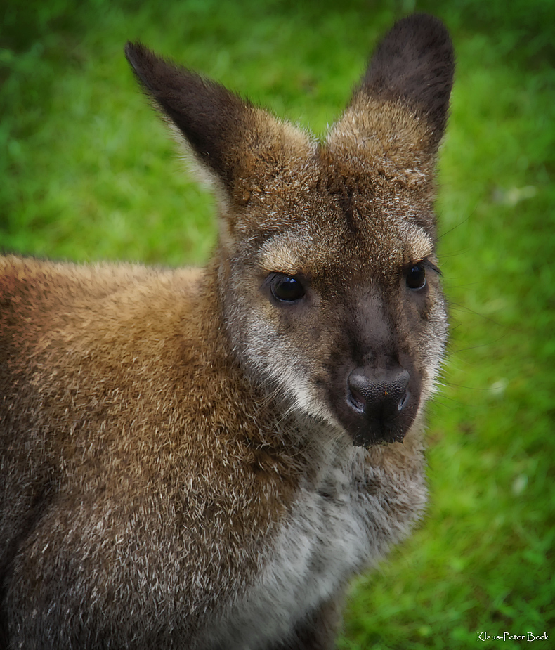 Känguru