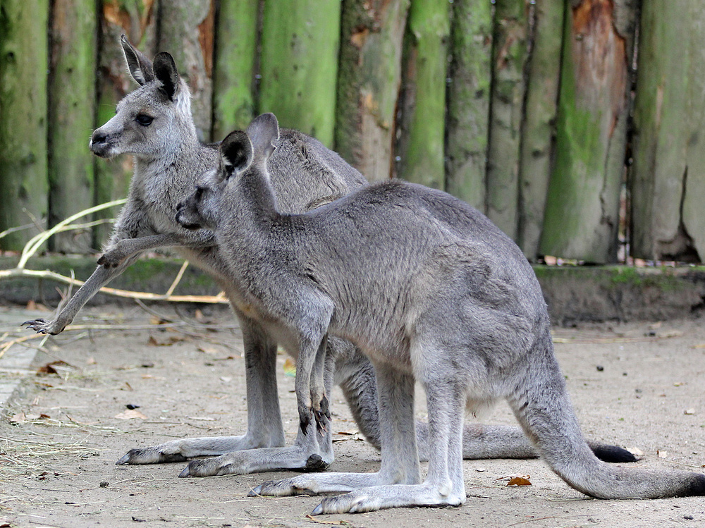 Känguru