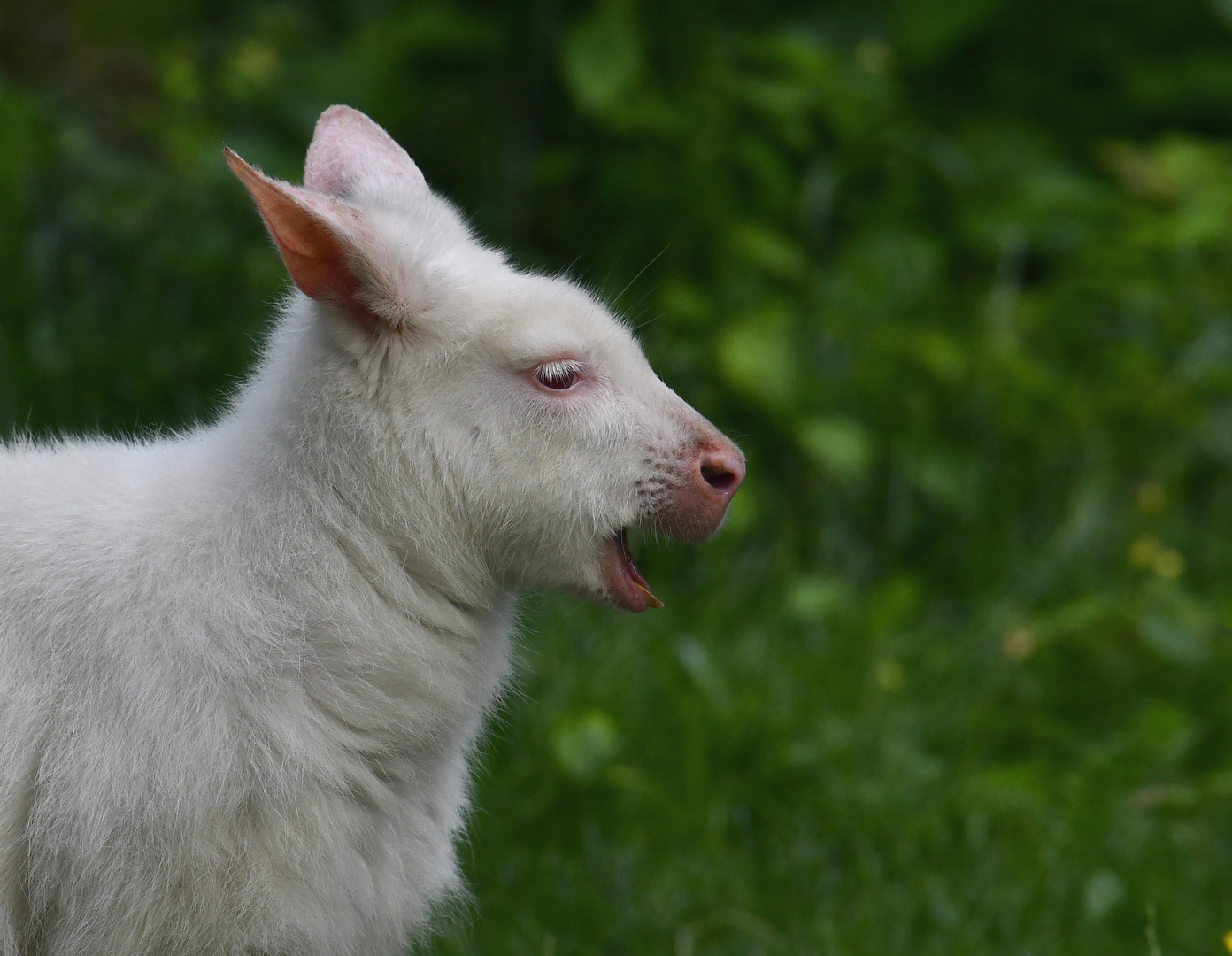 Känguru 